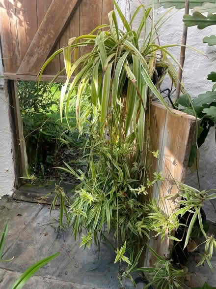 Photo of free Spider plant (Summercourt) #1