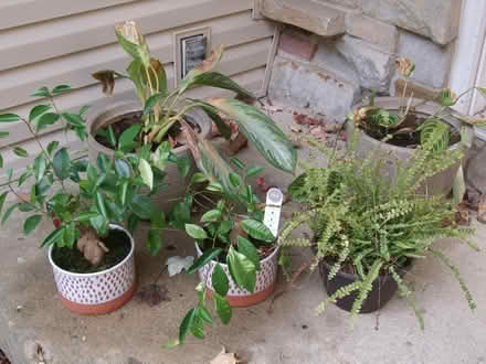 Photo of free Indoor plants (Streetsboro) #1