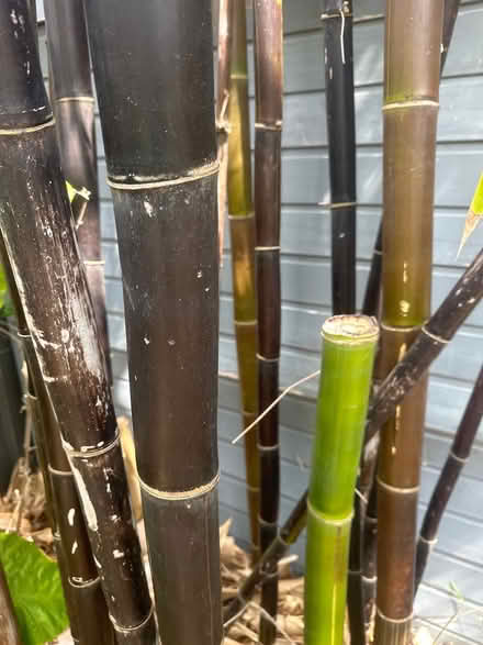 Photo of free Black Bamboo Poles (Naremburn) #2