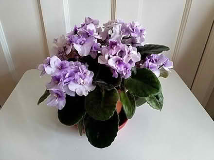 Photo of free African violet house plant for bright spot (Woodford IG8) #1
