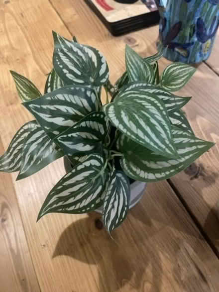 Photo of free 2 x small fake plants (Barford NR9) #2