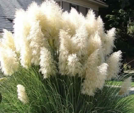 Photo of Pampas cutting or plant (Gateacre L25) #1