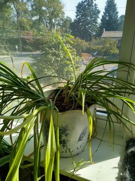 Photo of free spider plants (near Forest Glen Metro) #1