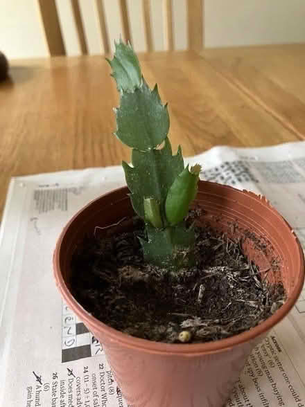 Photo of free Small house plants (succulents) (Craigleith EH4) #3