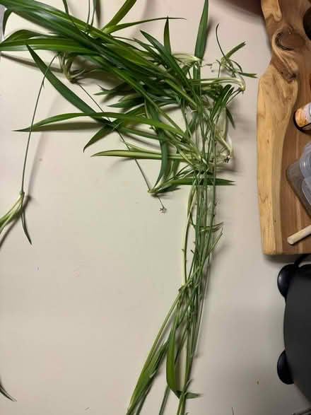 Photo of free Pothos and spider plant clippings (Ft. Meade) #2