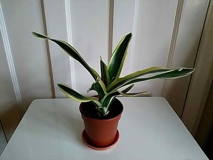 Photo of free House plant for bright spot away from direct sunlight (Woodford IG8) #1