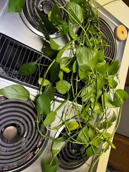 Photo of free Pothos and spider plant clippings (Ft. Meade) #1
