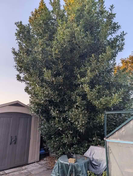 Photo of free Fresh bay leaves (Penwortham Lane PR1) #1