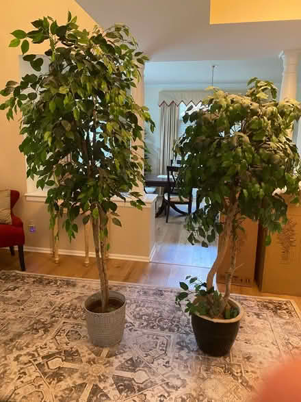 Photo of free Artificial Ficus trees (NE Ann Arbor near Dixboro) #1