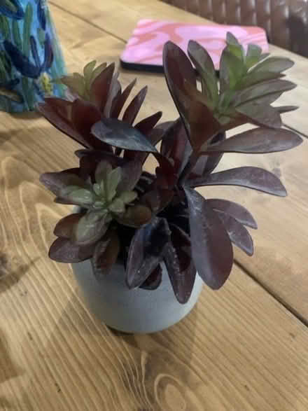 Photo of free 2 x small fake plants (Barford NR9) #3