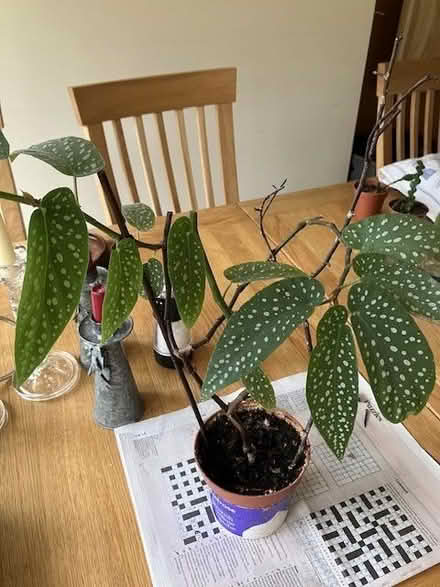 Photo of free Houseplants (Craigleith EH4) #3