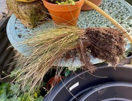 Photo of free Festuca Glauca Intense Blue Grasses (Bussage GL6) #2