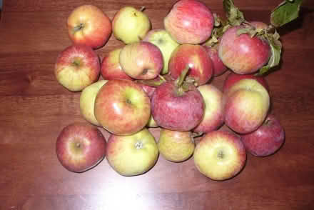 Photo of free Apples (Far Bletchley MK3) #1
