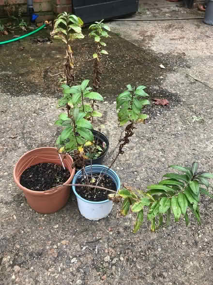 Photo of free Phlox plants (Burnham on Crouch CM0) #1