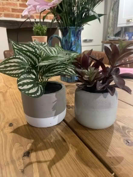 Photo of free 2 x small fake plants (Barford NR9) #1