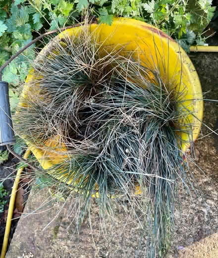 Photo of free Festuca Glauca Intense Blue Grasses (Bussage GL6) #1