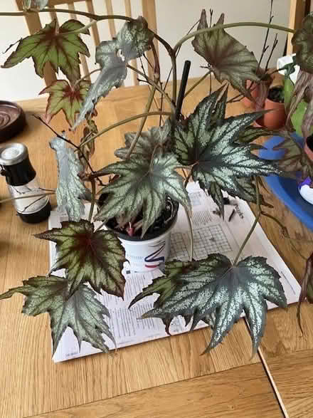 Photo of free Houseplants (Craigleith EH4) #1