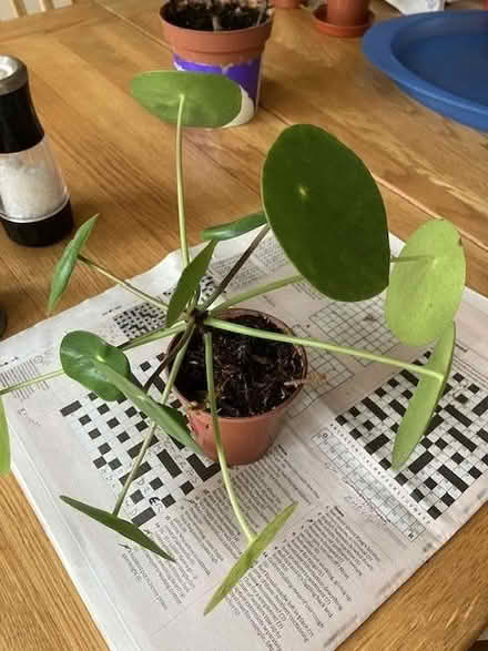 Photo of free Houseplants (Craigleith EH4) #2