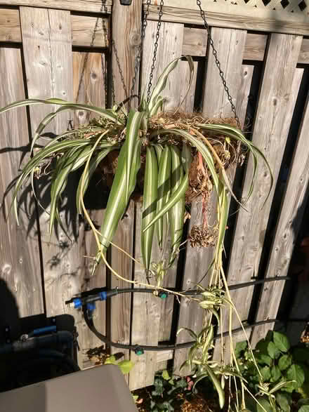 Photo of free Spider plant with babies (Hunt Club/Airport Parkway) #1