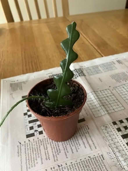 Photo of free Small house plants (succulents) (Craigleith EH4) #2