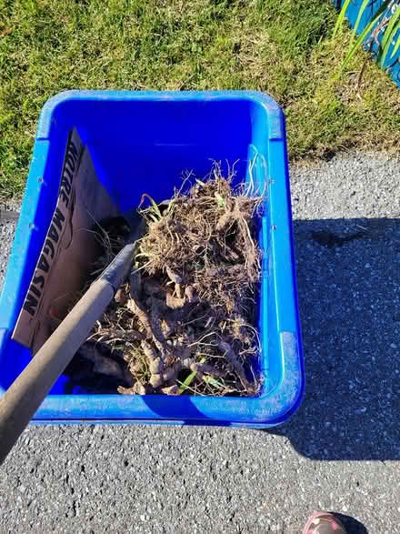 Photo of free Iris bulbs (Woodroffe/Medhurst in Nepean) #1