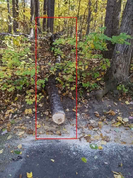 Photo of free about 1/2 cord firewood (Groton) #1