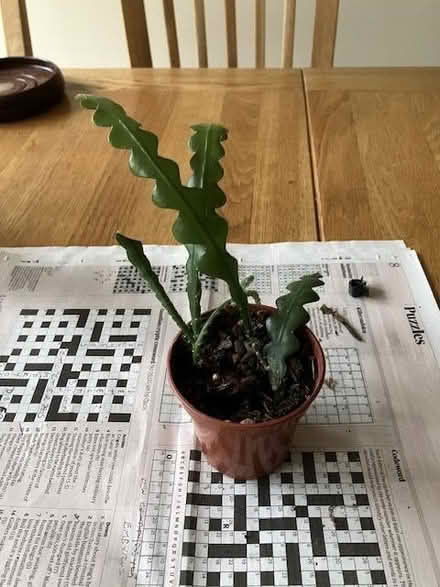 Photo of free Small house plants (succulents) (Craigleith EH4) #1