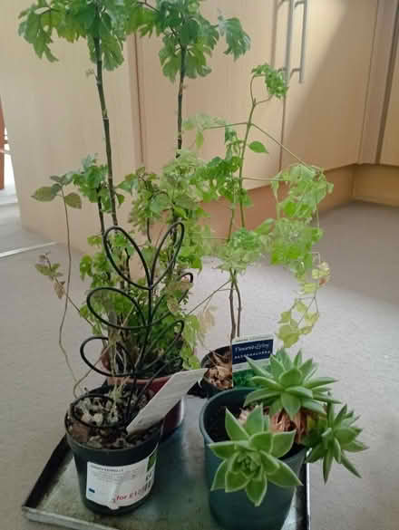Photo of free Indoor Plants (Preston PR2) #1