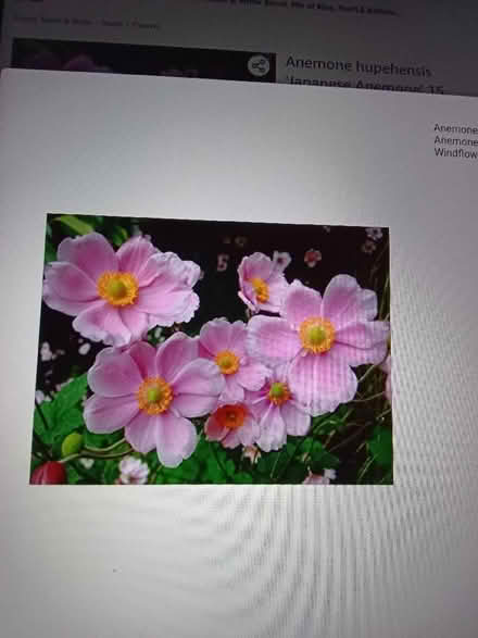 Photo of Japanese Anemone (Hester's Way GL51) #3
