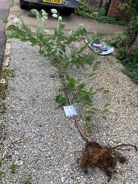 Photo of free Sour cherry tree (RH12) #1