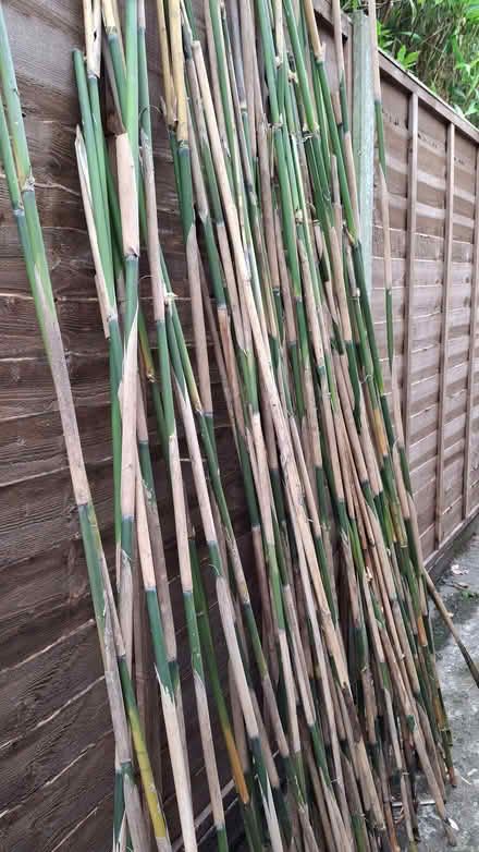 Photo of free Bamboo poles (Lightwater GU18) #1