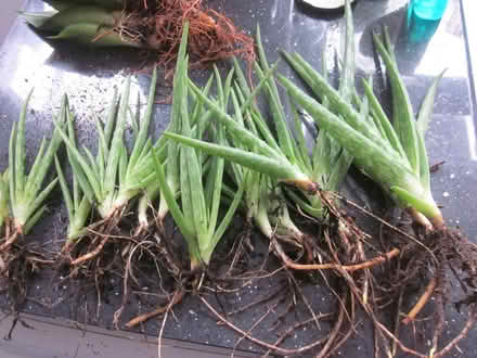 Photo of free Aloe Vera and succulent offshoots (AL7 Welwyn Garden City) #1
