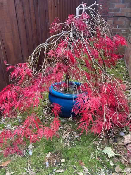 Photo of free Acer and it's pot (Triscombe TA4) #1