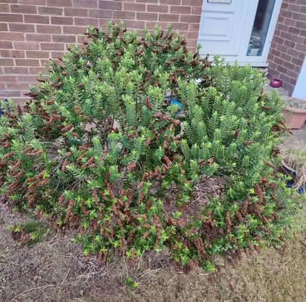 Photo of free Bush and a Tree (Vale LA1) #2