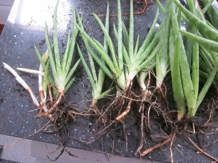 Photo of free Aloe Vera and succulent offshoots (AL7 Welwyn Garden City) #2