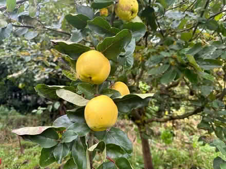 Photo of free Quinces (Nash LD8) #1