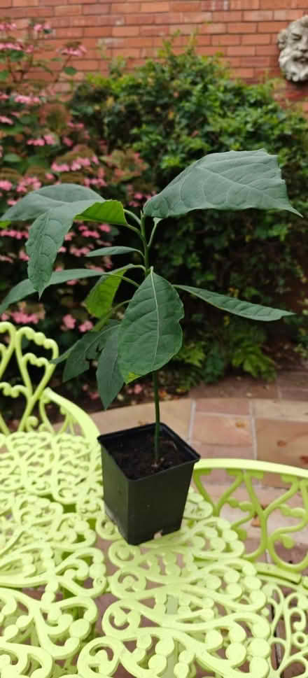 Photo of free Small Avocado trees (Stockton Heath, WA4) #2