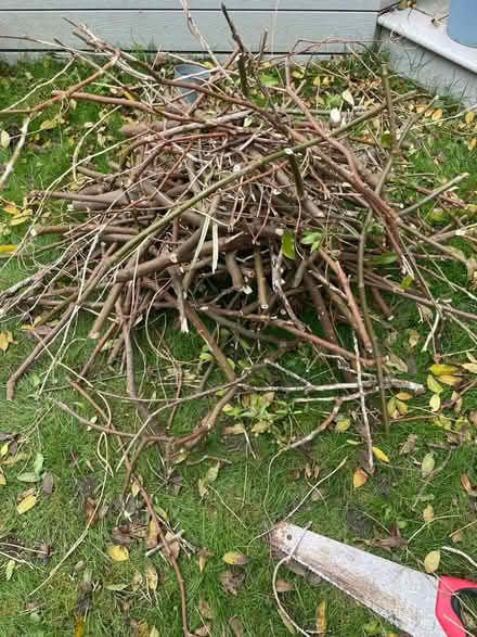 Photo of free Wood (Bromley BR2) #1
