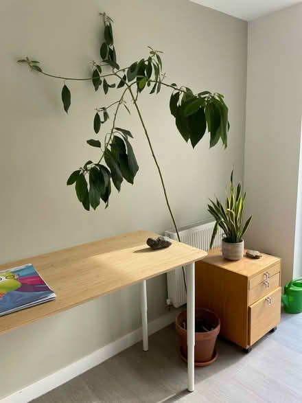 Photo of free Avocado tree (Camberwell) #1