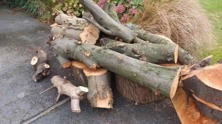 Photo of free Big logs / fire wood (Sale M33) #1