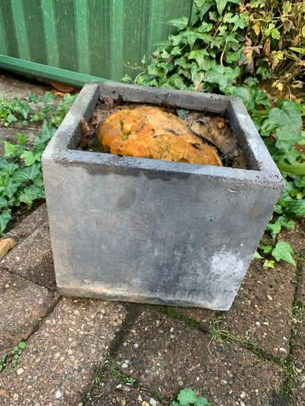 Photo of free Pot (Durham DH1) #1