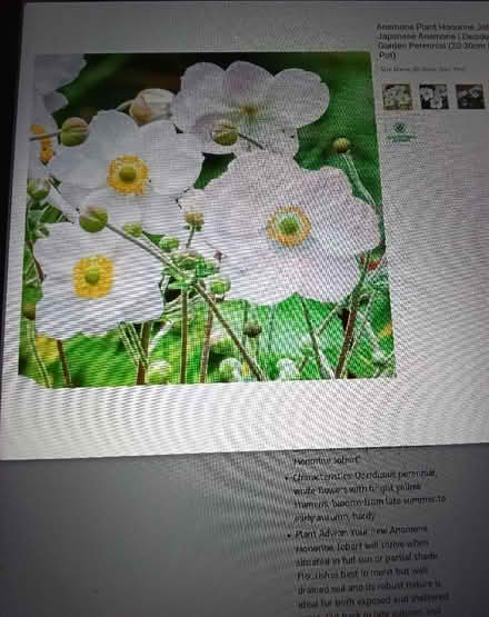 Photo of Japanese Anemone (Hester's Way GL51) #2