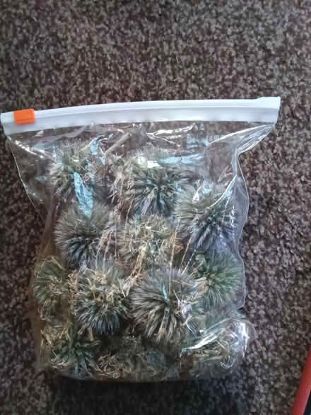 Photo of free Echinops ritro seed heads (Hester's Way GL51) #2