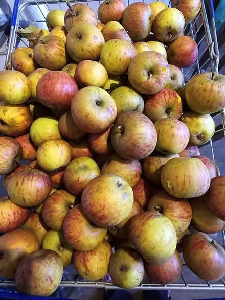 Photo of free Lots of Apples π (Horsham) #1
