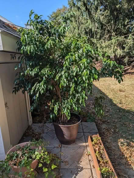 Photo of free Ficus Tree (East Goshen) #1