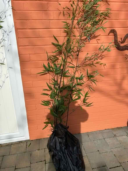 Photo of free Black Bamboo (Cramlington. NE23) #3
