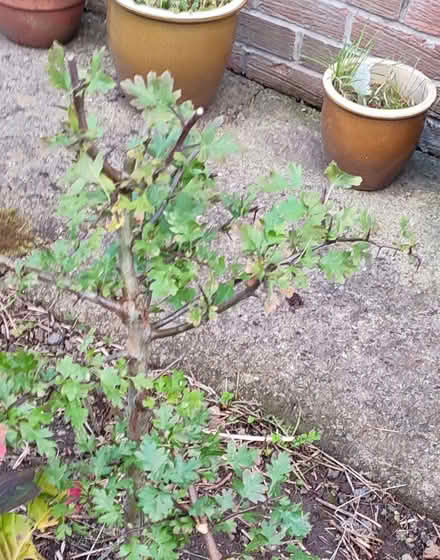 Photo of free Bush and a Tree (Vale LA1) #1