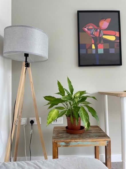 Photo of free Lily plant (Camberwell) #1