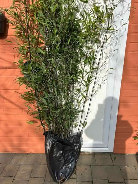 Photo of free Black Bamboo (Cramlington. NE23) #2