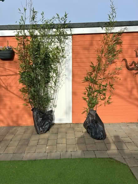 Photo of free Black Bamboo (Cramlington. NE23) #1